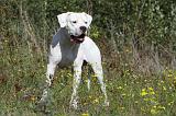 DOGUE ARGENTIN 027